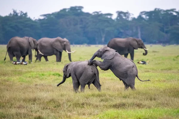 Two Young Elephants Playing Herd Funny Animals Amboseli Park Kenya — Stock Photo, Image