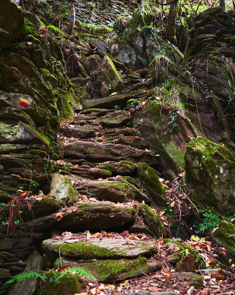 A vertical shot of stairs in a beautiful forest in Arouca, Portugal