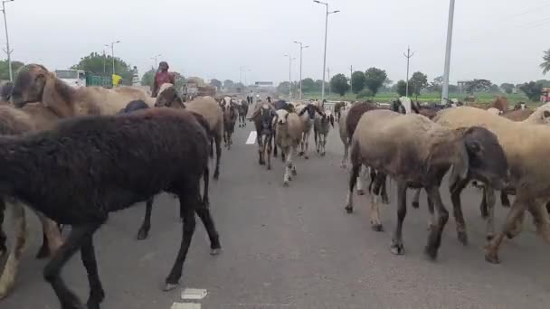 Schafe Laufen Über Eine Brücke Auf Dem Highway Indien — Stockvideo