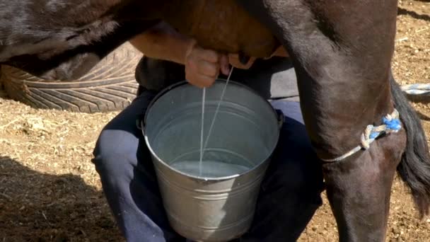 Esperto Allevatore Latte Uomo Mungitura Una Mucca Latte — Video Stock