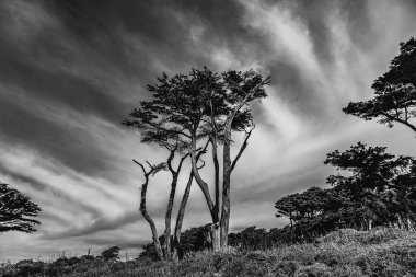 Gri tonda ağaçların bulutlu gökyüzüne karşı uzun pozlama efekti.