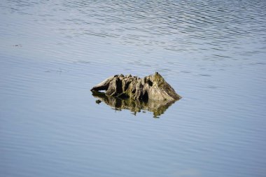Huzurlu bir gölde ölü bir ağaç kütüğü