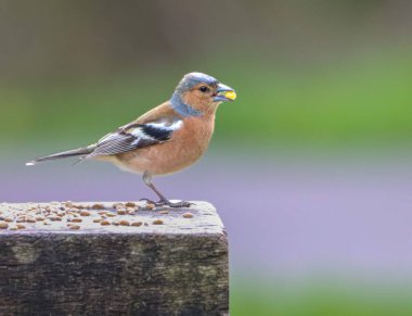 Gagasında tohum tutan ve tahta bir yüzey üzerinde duran sıradan bir papatya ağacının yakın plan çekimi.