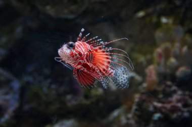 Akvaryumdaki Dendrochirus brachypterus balığına yakın çekim.