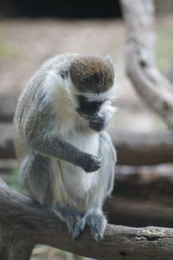 Bulanık bir arka planda tahta bir dalda oturan vervet maymunu dikey görüntüsü.