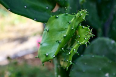 Bahçede büyüyen dikenli armudun yakın plan çekimi.