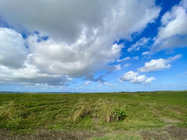 Barbados 'ta güneşli bir günde mavi bulutlu bir gökyüzünün altında yeşil çimlerle kaplı bir tarlanın manzarası.