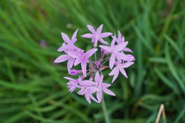 Pembe Toplum Sarımsak çiçeklerinin seçici odak noktası.