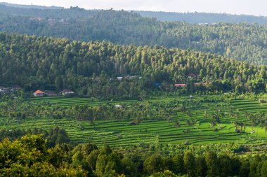 Bali, Endonezya 'daki pirinç tarlalarının ve yeşilliğin doğal manzarası.