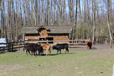 Güneşli bir günde çiftlikteki bir tarlada ineklerin ve boğaların güneşli kırsal manzarası.