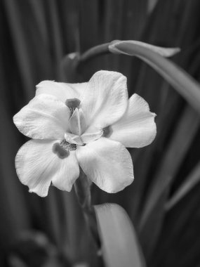 Gri tonlu güzel bir çiçek bahçede büyüyen iridioidleri yok eder.