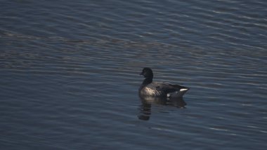 Frampton Bataklığı 'nda, İngiltere, Wyberton' daki doğa koruma alanında bir kara kaz.