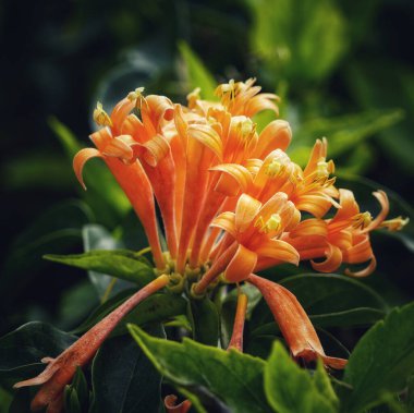 Güneşli bir günde bahçede büyüyen güzel Pyrostegia venustasının yakın çekimi.