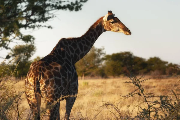 Красивый Вид Одного Жирафа Стоящего Парке Деревьями Заднем Плане — стоковое фото