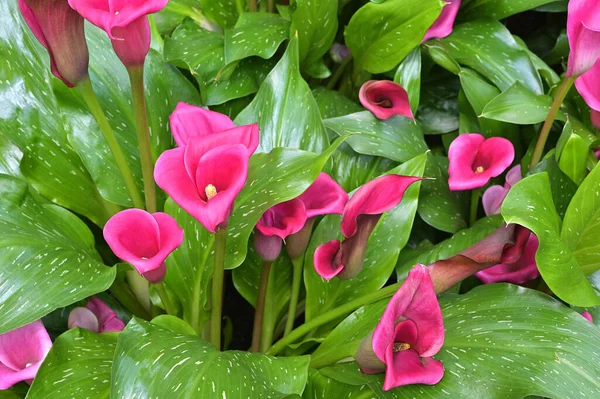 Também Conhecido Como Lírio Arum Calla Flores Coloridas Folhas Zantedeschia — Fotografia de Stock