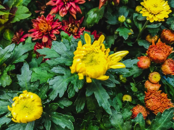 Närbild Skott Färgglada Blommor Blommar Trädgården — Stockfoto