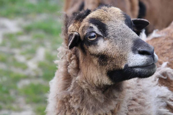 カメルーンの羊の頭の閉鎖 — ストック写真