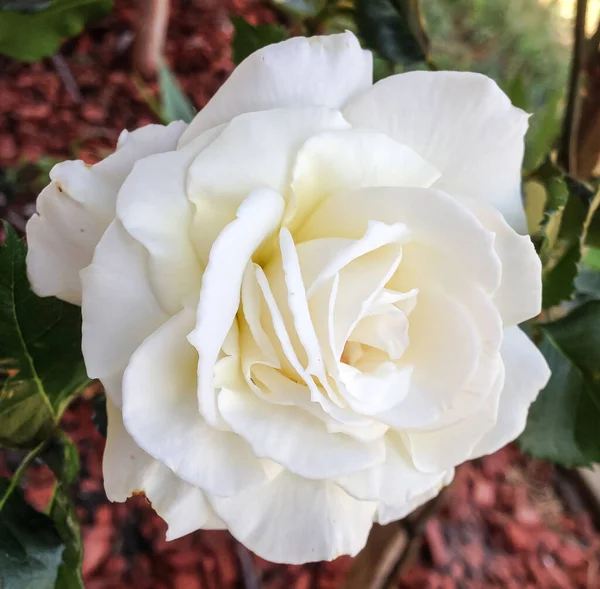 Ένα Κάθετο Κλείσιμο Ενός Λευκού Τριαντάφυλλου Πλήρη Άνθιση — Φωτογραφία Αρχείου