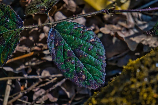 Närbild Gröna Löv Marken — Stockfoto