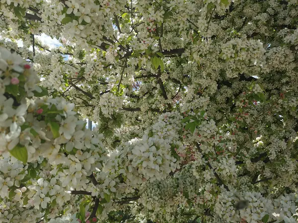 Lindas Flores Brancas Uma Macieira Florescente — Fotografia de Stock