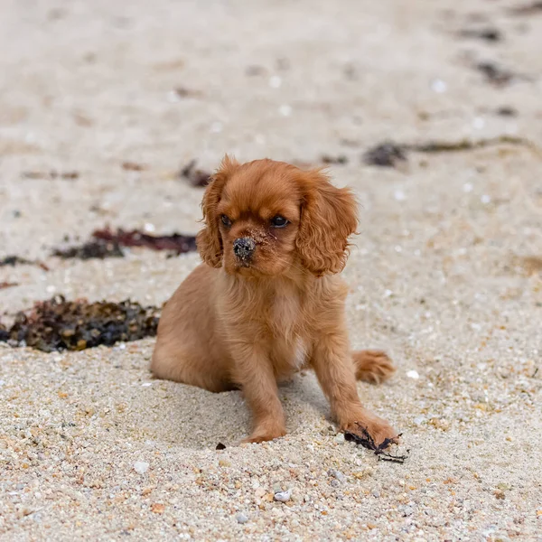 A dog cavalier king charles, a ruby puppy sitting on the beach