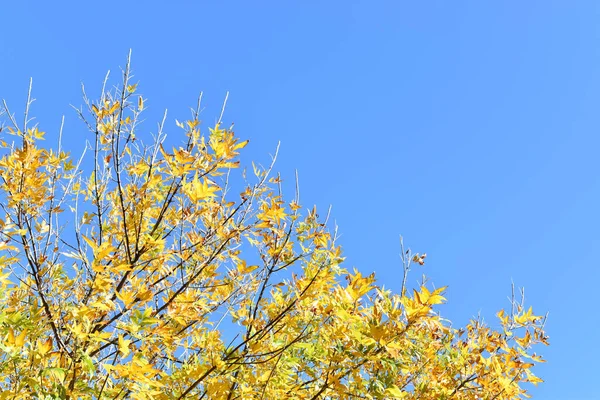 Sonbaharda Sarı Yapraklar — Stok fotoğraf