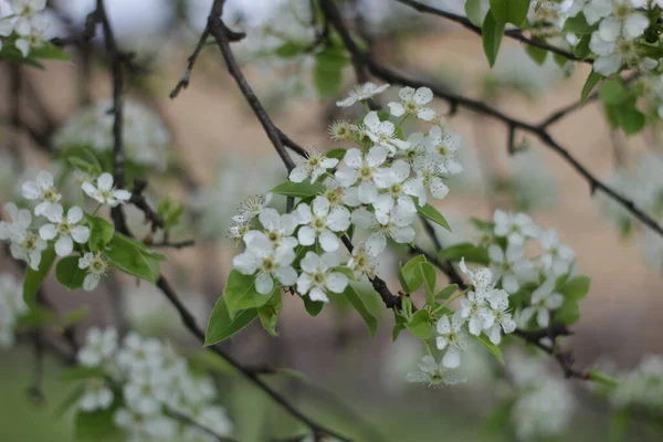 Selective Focus Shot White Blossoms Tree — Stock Photo, Image