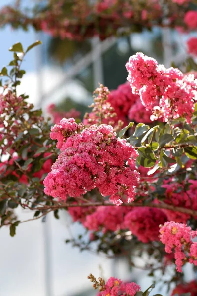 Lodret Skud Blomstrende Lagerstroemia Blomst Isoleret Sløret Baggrund - Stock-foto