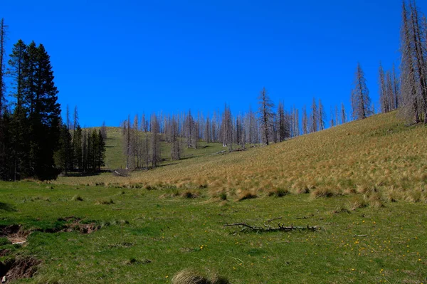 A beautiful scenery of a landscape with tall pine trees in the mountainous field against a blue sky