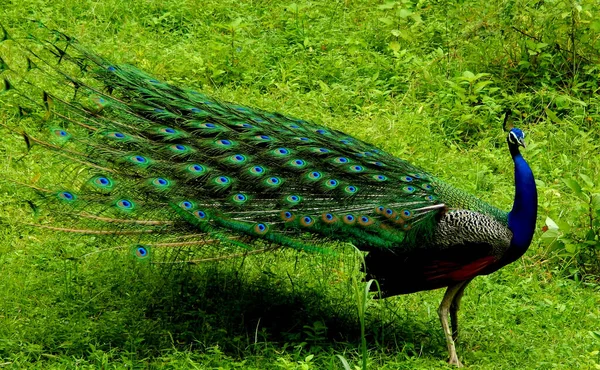 Ein Pfauenauge Der Natur Der Nationalvogel Indiens — Stockfoto
