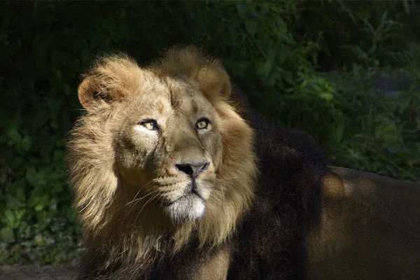 狮子的脸带着可怕的表情 — 图库照片