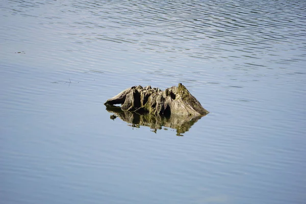 Ένα Νεκρό Κούτσουρο Μια Ειρηνική Λίμνη — Φωτογραφία Αρχείου