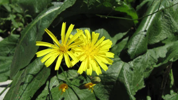 Güzel Bir Sarı Çiçek Fotoğrafı — Stok fotoğraf