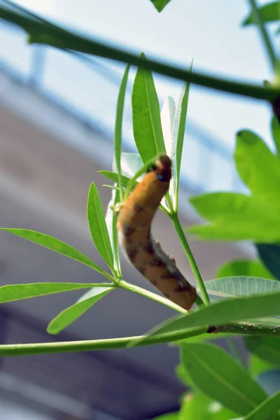 Yellow Hairy Caterpillar Green Background — Stock Photo, Image