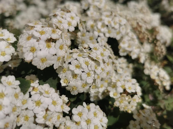 Closeup Spiraea Vanhouttei Vanhoutte Spirea Flowers Growing Garden — Stock Photo, Image