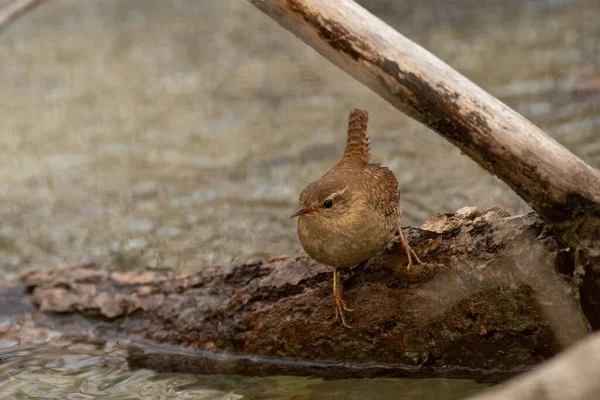 Primer Plano Wren Eurasiático Caminando Por Suelo —  Fotos de Stock