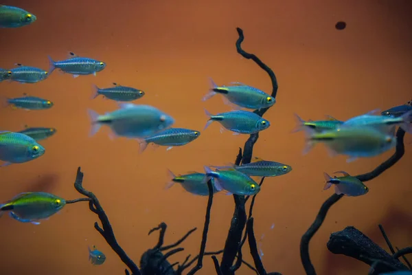 水族馆内蓝鱼和金鱼的特写镜头 — 图库照片