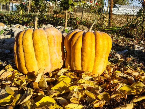 Gros Plan Deux Citrouilles Jaunes Sur Sol Recouvert Feuilles Automne — Photo