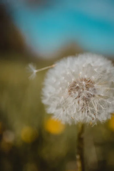 Vertical Shot Dandelion Blurry Background — Fotografia de Stock