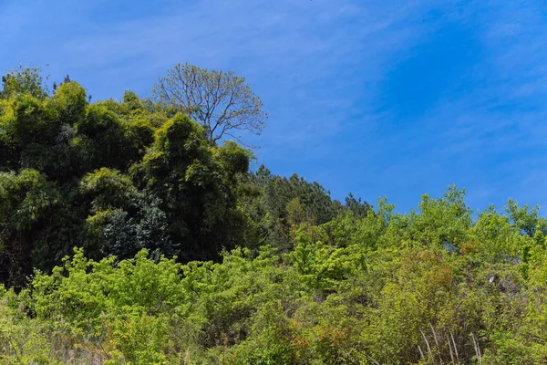 Güneybatı Çin Ormanlarının Kırsal Kesimi — Stok fotoğraf