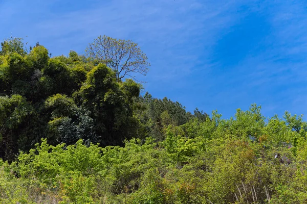 Campo Los Bosques Del Suroeste China — Foto de Stock