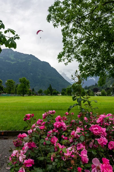 Vertical Closeup Pink Rose Bush Park Green Mountains Jungfrau Switzerland — Stock Photo, Image