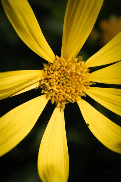 Primo Piano Verticale Fiore Giallo Giardino Durante Giorno — Foto Stock