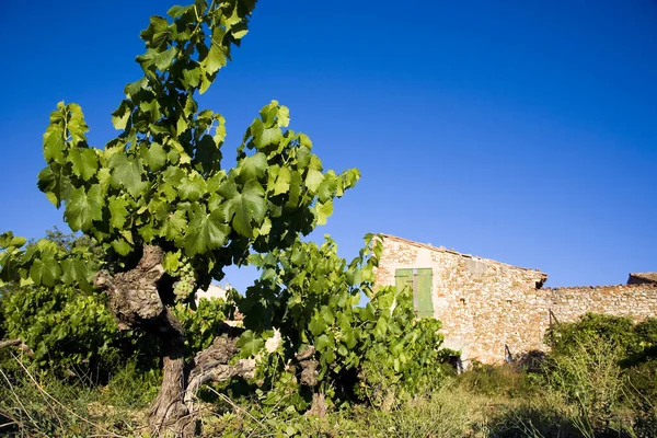Vineyards Summer Provence France — Stockfoto