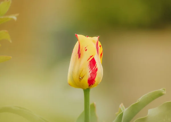 Eine Schöne Aufnahme Einer Einzigen Gelben Und Roten Tulpe — Stockfoto