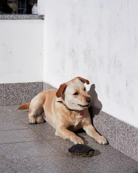 Plan Vertical Chien Une Tortue Couchés Sur Sol — Photo