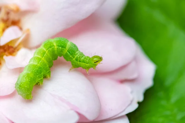 Bruco Verde Petali Rosa Insetti Colorati Giardino — Foto Stock