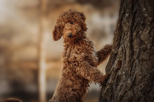 ツリーに傾いているシャギー犬 — ストック写真