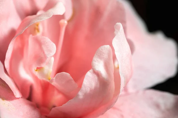 Closeup Shot Beautiful Light Pink Rose Open Petals Black Background — Stock Photo, Image