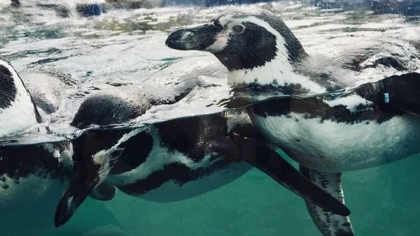 Primo Piano Adorabili Pinguini Che Nuotano Nell Acqua Hunstanton Regno — Foto Stock